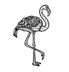 Flamingo Animal Coloring Page For Adults