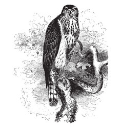 American Goshawk Vintage