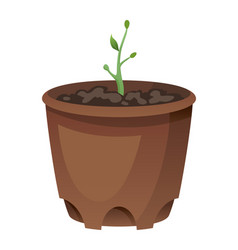 Flower Growth Stage In Brown Pot On White