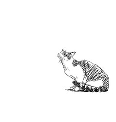 Drawing Cat Sitting And Looking Up Side View