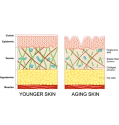 Younger Skin And Aging Skin