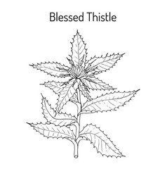 Blessed Thistle Cnicus Benedictus Medicinal