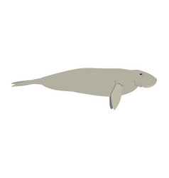 Dugong Dugon - - Side View - Flat