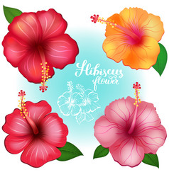 Featured image of post Sketch Hibiscus Flower Drawing Color