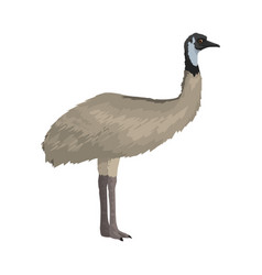 Dromaius Novaehollandiae - Emu Lateral View