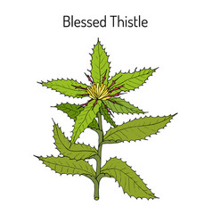 Blessed Thistle Cnicus Benedictus Medicinal