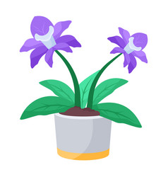 Streptocarpus