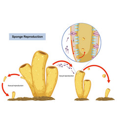 Asexual And Sexual Reproduction Sponges Diagram