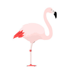 Phoenicopterus Chilensis - Chilean Flamingo - Flat