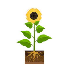 Sunflower With A Root Agriculture Background