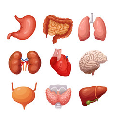 Lungs icon flat style internal organs of the Vector Image