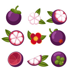 Mangosteen Elements Isolated