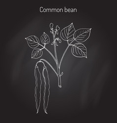 Common Bean Phaseolus Vulgaris