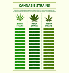 Cannabis Strains Vertical Infographic