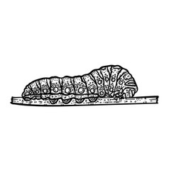 Caterpillar Animal Coloring Page For Adults