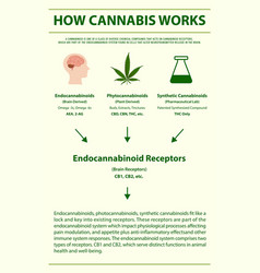 How Cannabis Works Vertical Infographic Complete