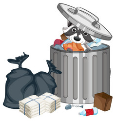 Raccoon Searhing Trash In The Bin