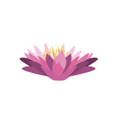 Purple Lotus Flower