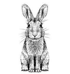 Rabbit Graphic Portrait Of A Sitting