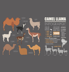 Camel llama guanaco alpaca breeds infographic Vector Image