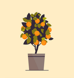 Potted Orange Plant Growing Fruit Tree In Pot