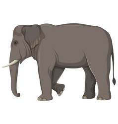 Elephant Anatomy Concept For Science Education