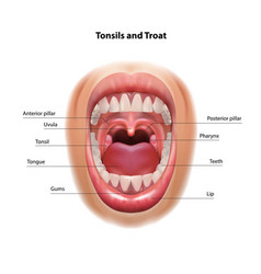 Antique engraving human oral cavity Royalty Free Vector