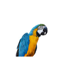 Polygon Graphics Blue And Yellow Macaw Parrot