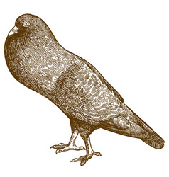 Engraving Of Pigeon Bird