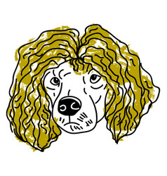 Poodle With Hair On White Background