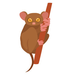 Brown Tarsius On White Background