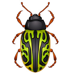 Insect Calligrapha Serpentina Beetle