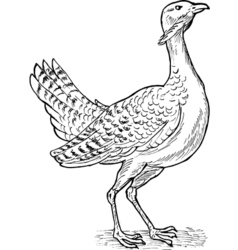 Great Bustard Bird Drawing