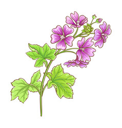 Malva Plant Colored Detailed