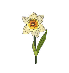 Daffodil March Birth Month Flower Art