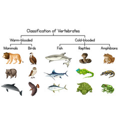 Diagram showing different part of owl Royalty Free Vector