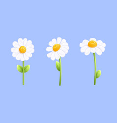 3d Chamomile Daisy Flower Plant Closeup Camomile