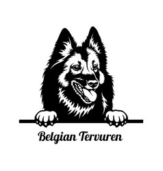 Peeking Dog - Belgian Tervuren Breed - Head