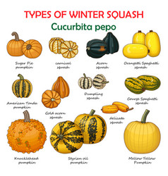 Types Of Winter Squash Cucurbita Pepo Clipart