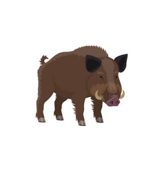 Boar hog hunt and zoo wild animal Royalty Free Vector Image