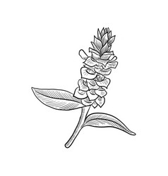 Drawing Plant Of Costus