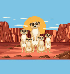 Group Of Meerkats Standing Together In Desert