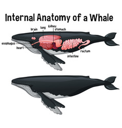 Internal Anatomy A Whale With Label