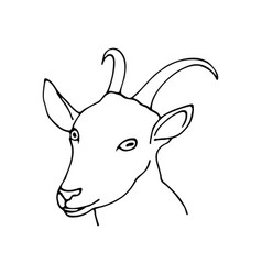 Linear Portrait Of A Goat