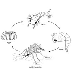 Doodle Mosquito Life Cycle Diagram