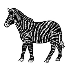 Zebra Animal Coloring Page For Adults