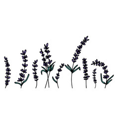 Set Of Hand-drawn Lavender Flowers With Leaves