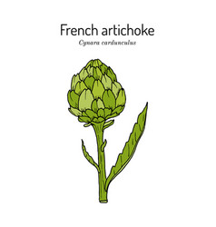 French Globe Or Green Artichoke Cynara