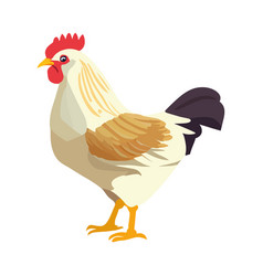 Flat Chicken Design