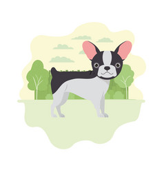 Cute Boston Terrier Dog On White Background